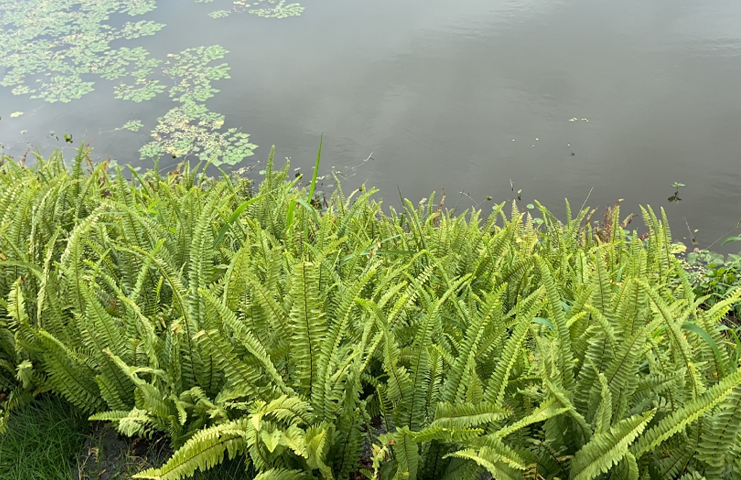 青浦-生態(tài)駁岸